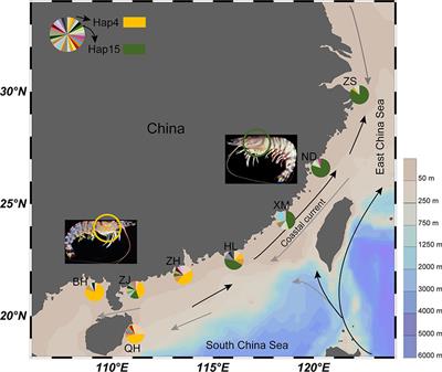 Fine-Scale Population Genetic Structure and Parapatric Cryptic Species of Kuruma Shrimp (Marsupenaeus japonicus), Along the Northwestern Pacific Coast of China